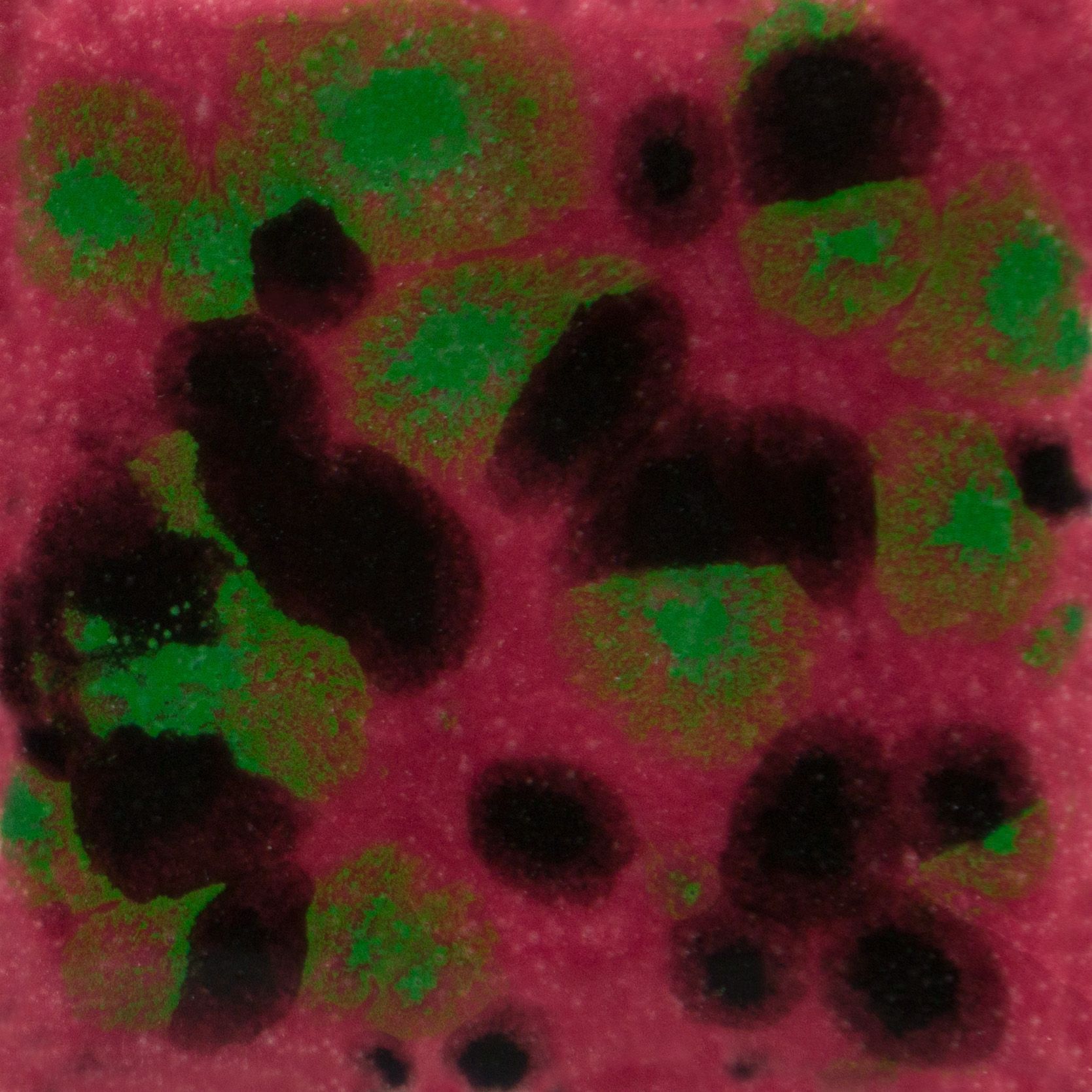 CG1005 MAROON LAGOON