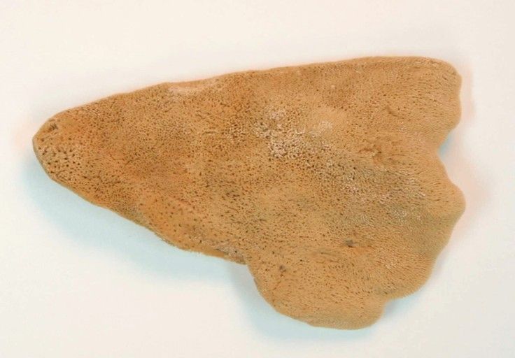 Elefantenohr / Naturschwamm