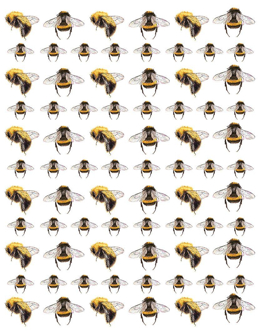 Hummel