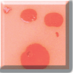 CR013-140 ml PERSIMMON