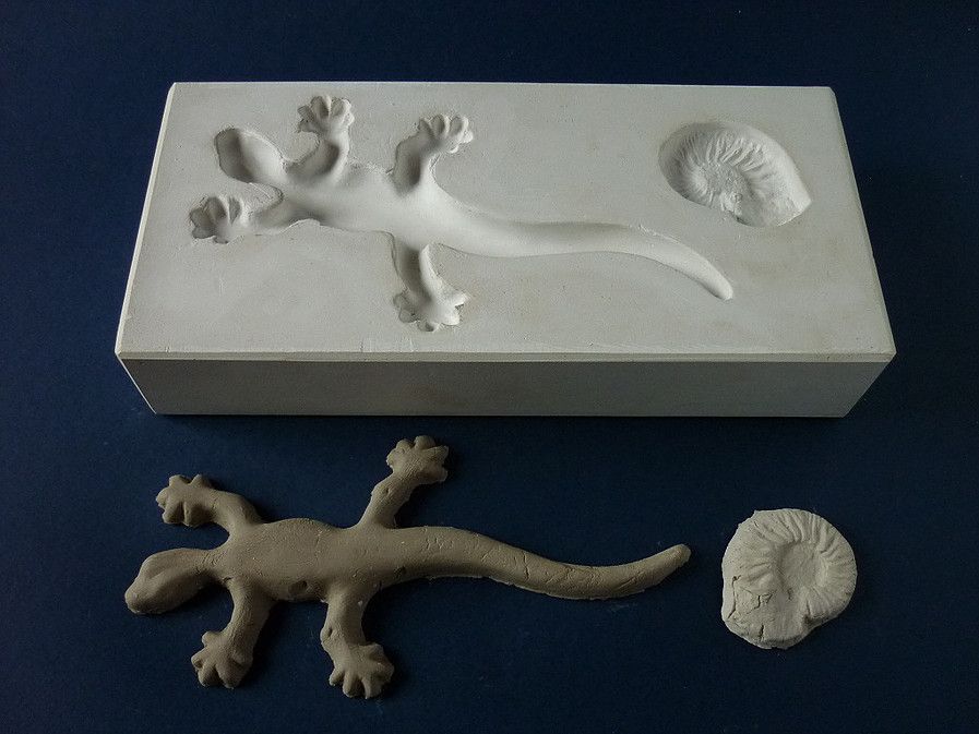 Gecko und Ammonit