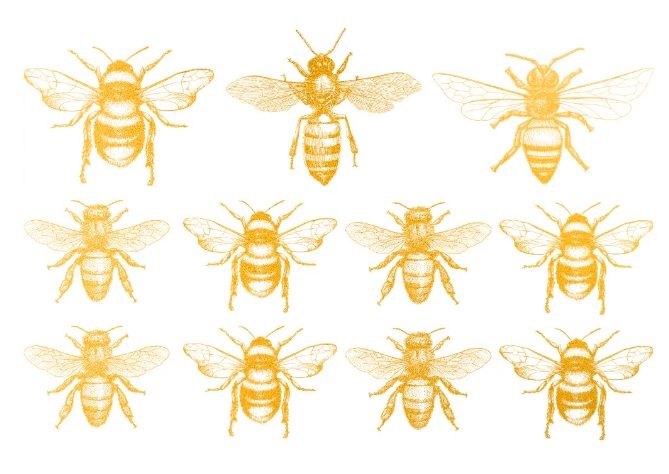 Bienen Gold