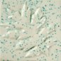 Preview: LT-12 Speckled Green 473 ml