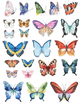 Schmetterlinge Dekorbild