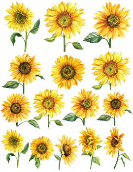 Sonnenblume Dekorbild