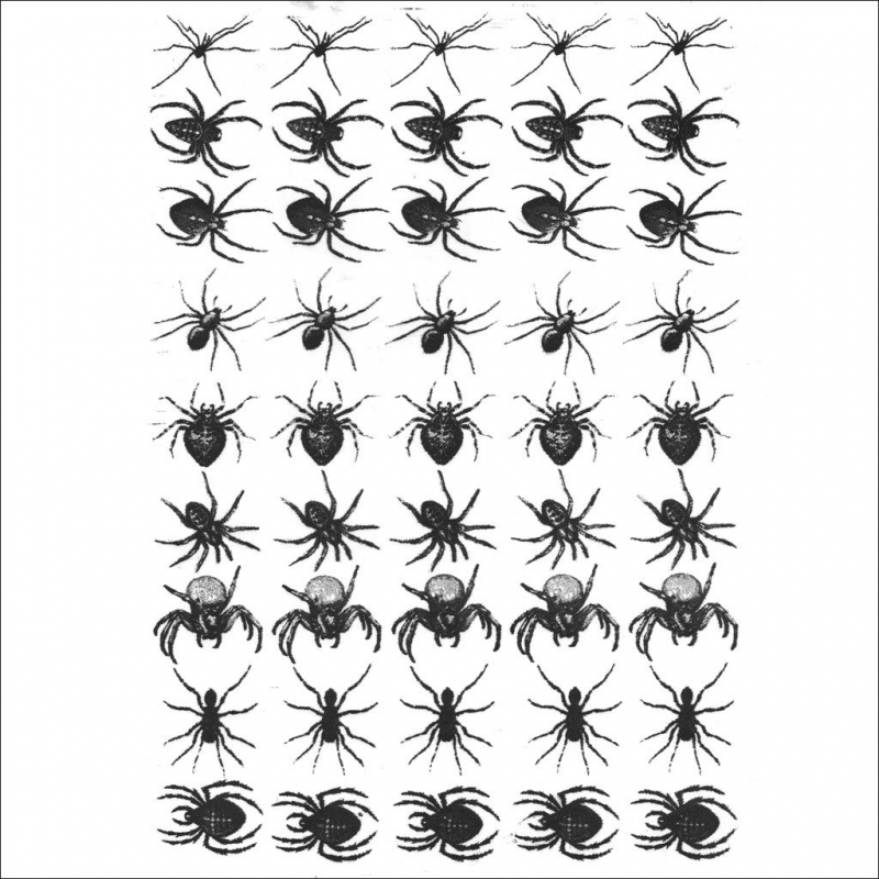 Insects - Spider Decal