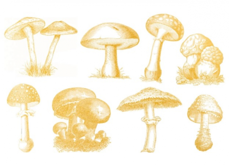 Gold Wild Mushrooms Decal